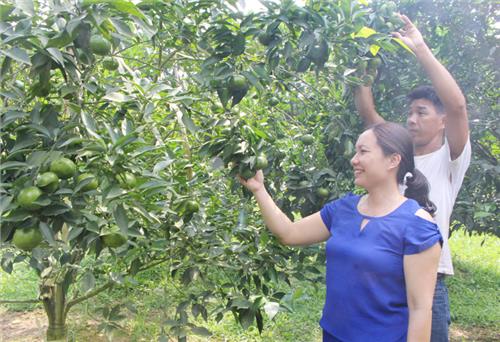 Hỗ trợ nhiều mô hình sản xuất nông nghiệp