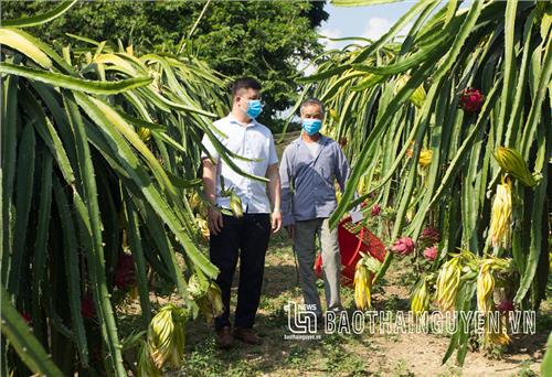 Tràng Xá phát huy tiềm năng trồng cây ăn quả