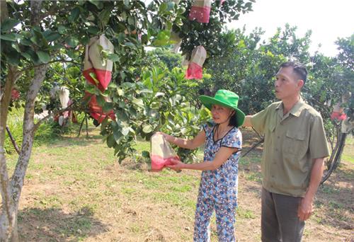 Hợp tác phát triển cây ăn quả 