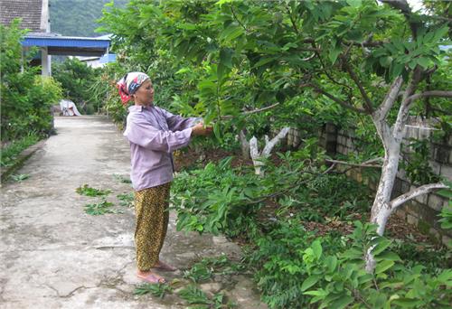 Người cao tuổi tích cực làm kinh tế