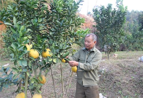 Làm giàu nhờ mạnh dạn chuyển đổi cơ cấu cây trồng