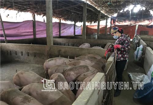 Bảo vệ môi trường trong chăn nuôi ở Đại Từ