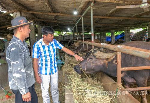 Nông dân vùng cao Bình Long chăn nuôi theo hướng hàng hóa