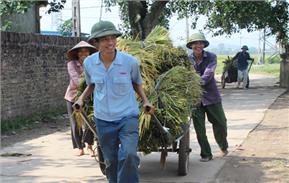 Hối hả mùa gặt