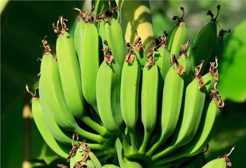 Cây chuối trở thành nguồn nhựa sinh học có thể tái chế