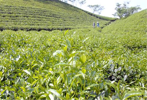 继续介绍推广茶树和各种茶叶产品