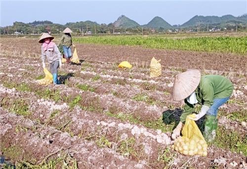 Đại Từ: Thu hoạch khoai tây vụ đông