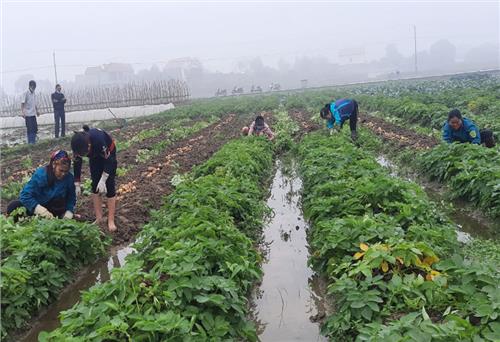 Phú Bình: Năng suất khoai tây vụ đông tăng 15%