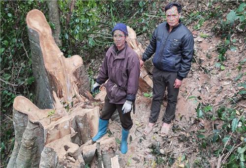 Khởi tố 2 đối tượng khai thác lâm sản trái phép