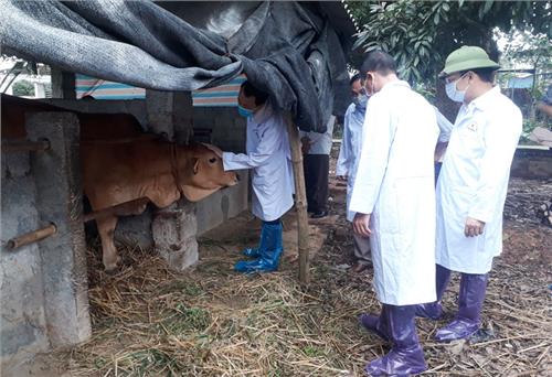 Hướng dẫn các hộ chăn nuôi phòng, chống dịch viêm da nổi cục trên trâu, bò