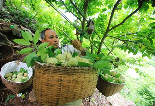 Tín hiệu sáng từ xuất khẩu trái cây những tháng đầu năm 2015