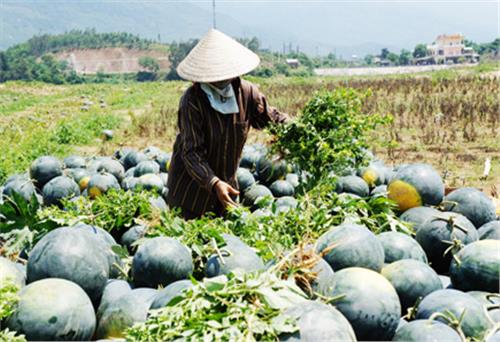 Lời giải nào cho việc thực hiện hiệu quả quy hoạch sản xuất trồng trọt?