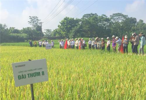 Phú Bình: Trồng thử nghiệm giống lúa Đài thơm 8 cho năng suất cao