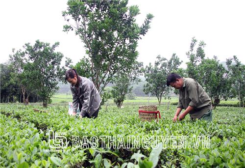 La Đàn - không để 