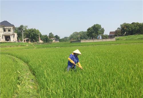 Tập trung phòng, trừ bệnh vàng lá lúa