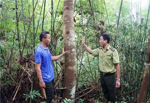 Số vụ vi phạm Luật Lâm nghiệp tăng