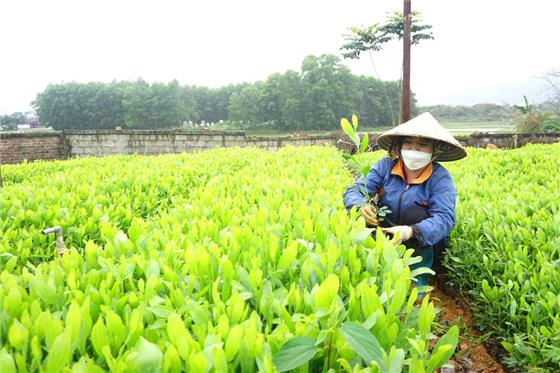 Công ty Lâm nghiệp Thái Nguyên: Sản xuất trên 1 triệu cây giống
