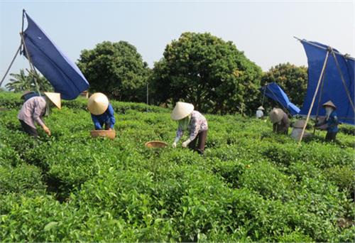 Tân Cương vào mùa lễ hội Trà