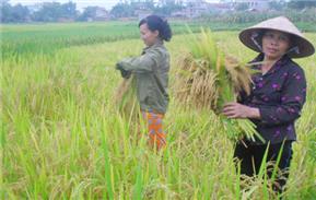 Niềm vui mùa vàng