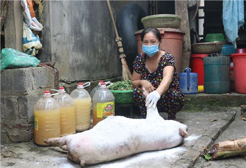 Phú Lương: Thêm một xã xuất hiện dịch tả lợn châu Phi