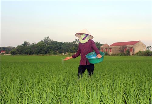 Triển khai mô hình sản xuất lúa theo tiêu chuẩn VietGAP