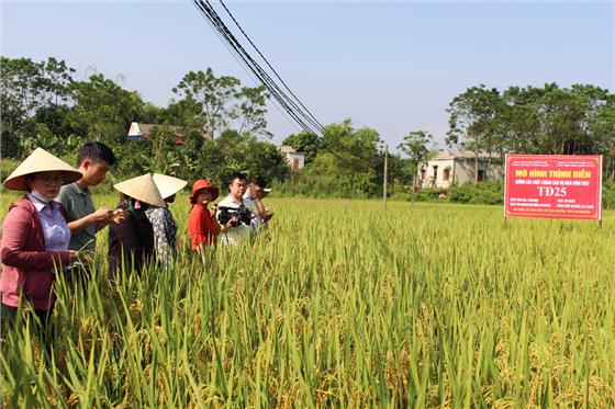 TP. Thái Nguyên: Đánh giá mô hình trình diễn giống lúa mới TĐ25 và HD11