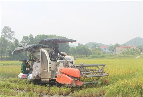 Phấn đấu đạt trên 400ha lúa chất lượng cao