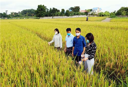 Giá trị sản xuất trên đất nông nghiệp tăng 10 triệu đồng/1ha