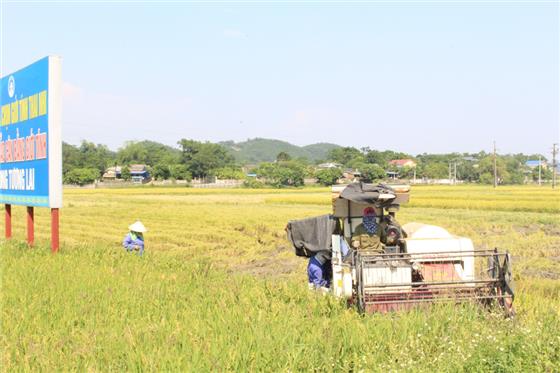 Đại Từ: Thu hoạch lúa xuân chậm do ảnh hưởng của thời tiết