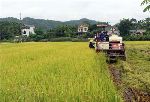 Đại Từ: Khẩn trương thu hoạch lúa mùa