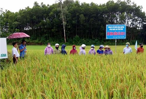 Phú Bình: Các giống lúa mới cho năng suất cao 