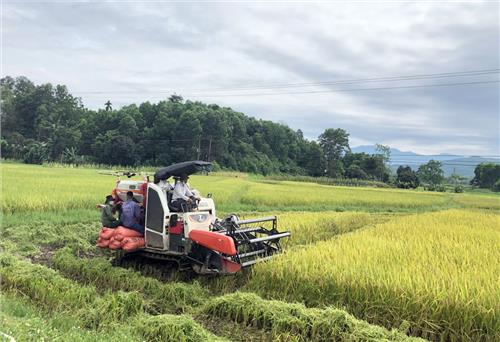Phú Lương: Trên 2.500 hộ được hỗ trợ giống lúa vụ mùa