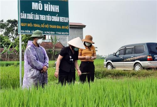 Phú Bình: Sản phẩm lúa đầu tiên được cấp chứng nhận VietGAP