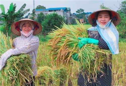Phú Lương phấn đấu trồng 3.545ha cây vụ mùa