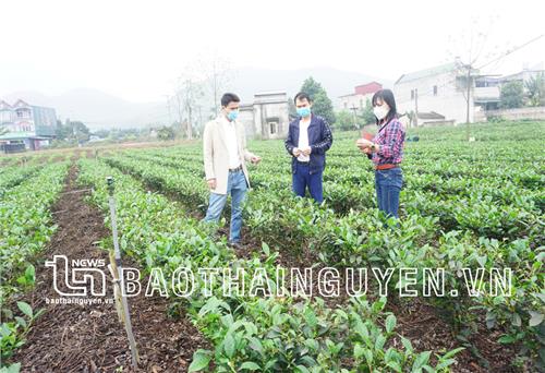 Mã số vùng trồng: Vé thông hành cho nông sản xuất ngoại