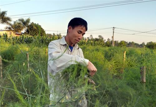 Mô hình trồng măng tây đầu tiên trên đất Sông Công