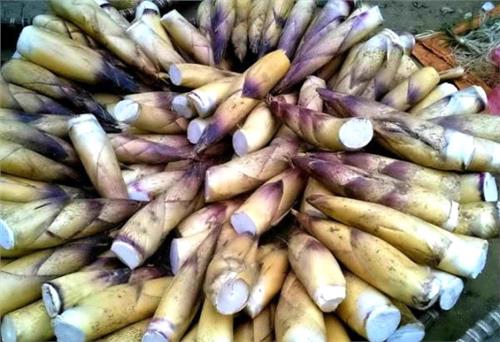 Vị ngọt của măng… đắng