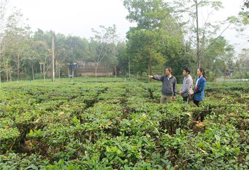 Lựa chọn sản phẩm nông nghiệp chủ lực 