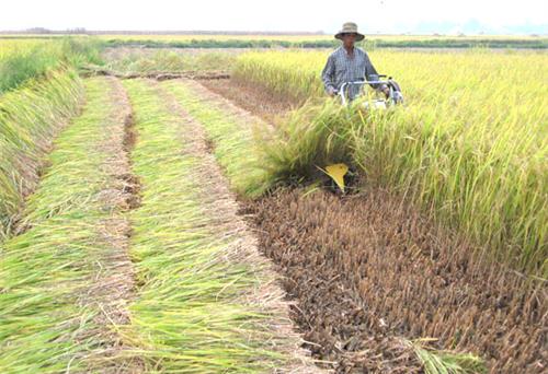 Năng suất lúa xuân dự kiến đạt gần 50tạ/ha