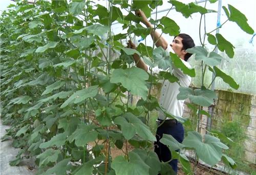 Trên 1,3 tỷ đồng hỗ trợ ứng dụng khoa học kỹ thuật vào sản xuất