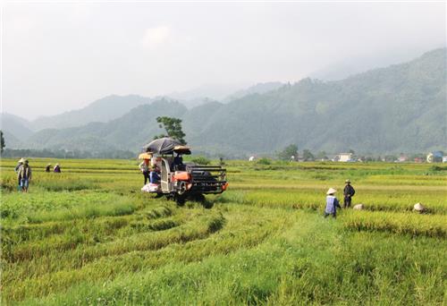 Thêm một mùa vàng bội thu