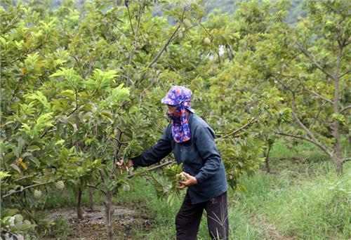 Điểm tựa vững chắc của nông dân