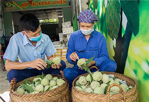 Chuyển đổi số: Khởi đầu hiệu quả trong nông nghiệp vùng cao