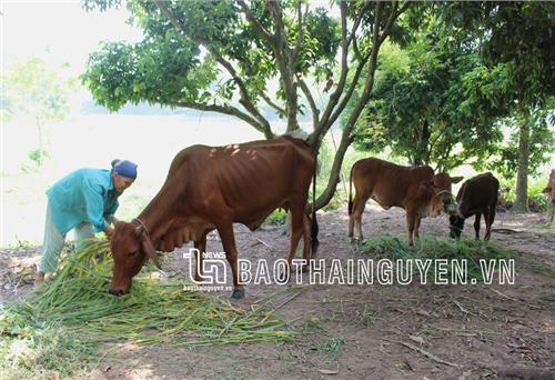 Phòng, chống nắng nóng trong sản xuất nông nghiệp