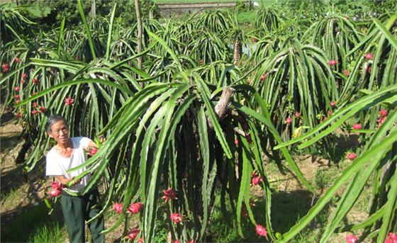 “Vàng càng luyện càng trong”