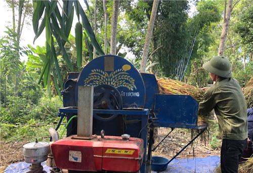 Phú Lương: Năng suất lúa nếp Vải đạt 50 tạ/ha