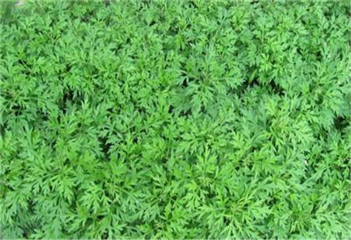Bánh ngải của người Tày Thái Nguyên