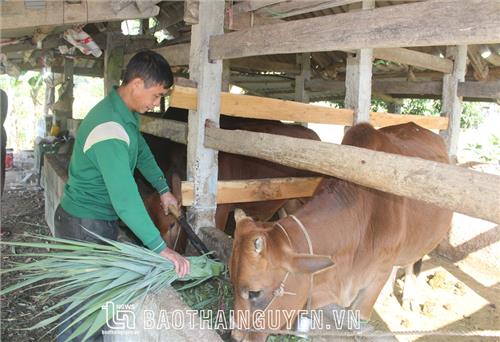 Trao cơ hội thoát nghèo từ “Ngân hàng bò”