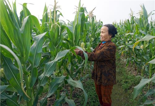 Hoàn thành gieo trồng 50% diện tích ngô vụ mùa