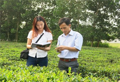 Kỹ sư nông nghiệp có duyên với cây chè